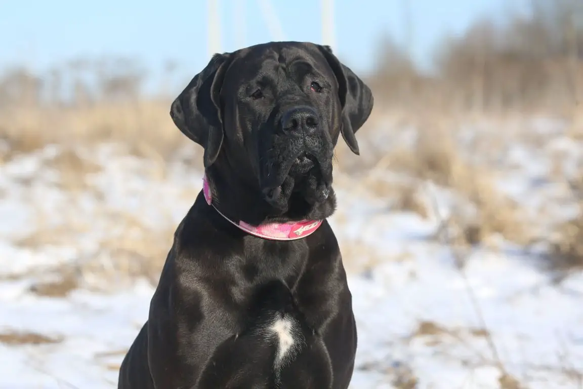 C.I.B,RW-22,23,EAW-22,23,Gr.Ch.Rus,Blr,Сh.Rus,Blr,Breed,RKF SEII TAISHOUGUN WAEMI MASAMUNE