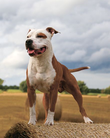 JCH RUS, JCH RKF, J GrandCH RUS, JCH CLUB RUS, CJW RUS 2020 STAFF ABSOLJUT OCEAN DREAM ELVIS