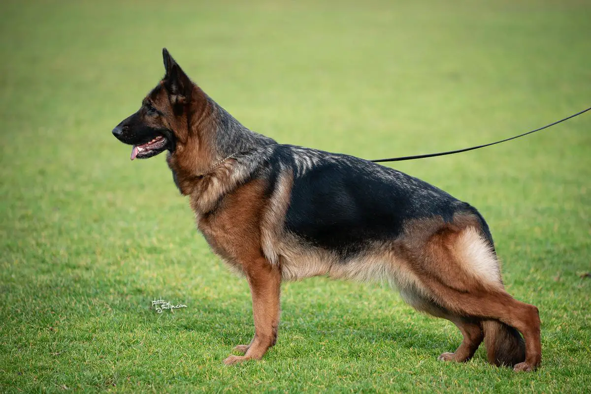 Ester von der Salehof