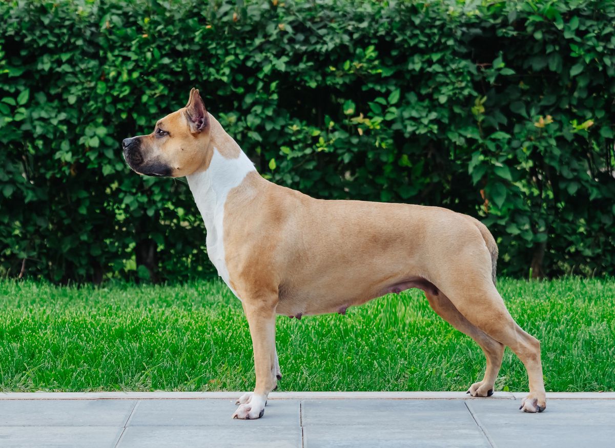 Golden Heart Winner Urika Kerry