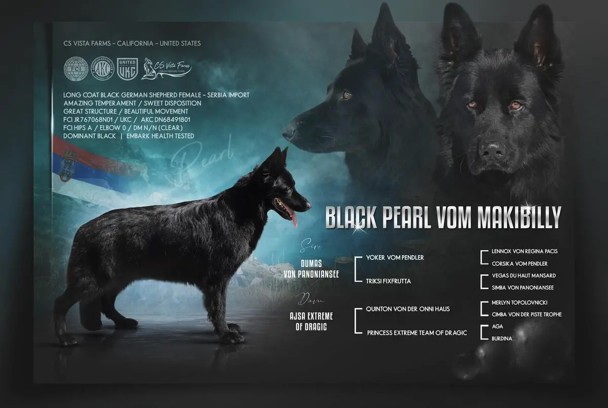 CGC TKN Black Pearl vom Makibilly