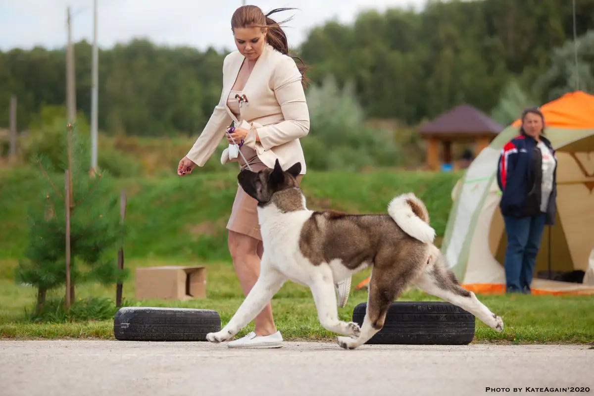 RUS CH, RUS JCH AkitaLeader Bakhma