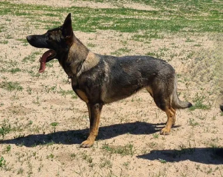 B.Unser Schatzi Saga Von Schwarzwald