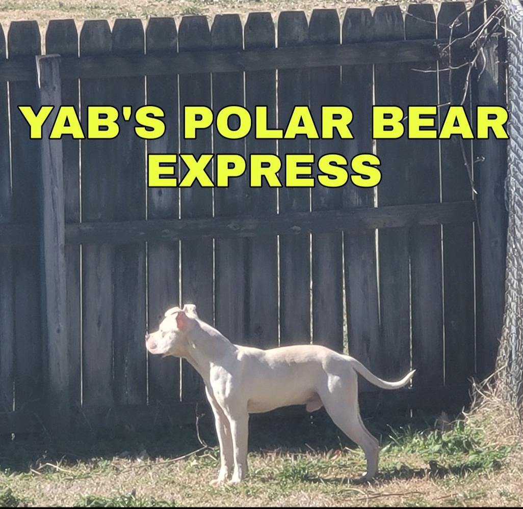 YAB'S POLAR BEAR EXPRESS