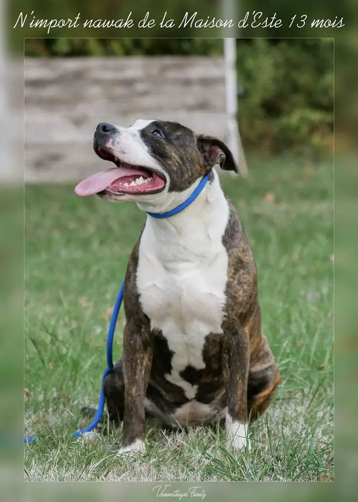 N'IMPORT NAWAK De la Maison d'Este