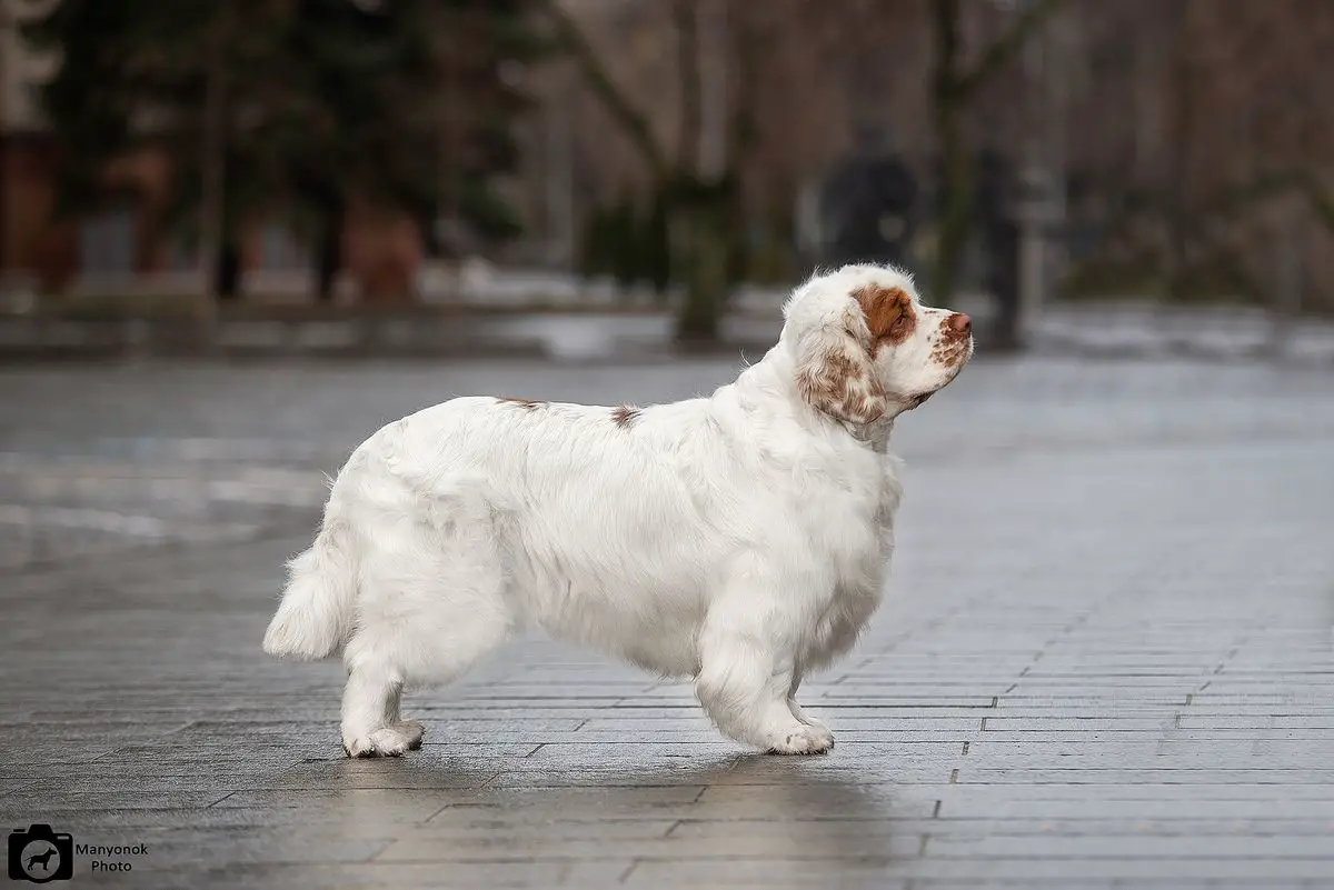 JEW19 JCHUA JCHMOL JGRCHMOL CHMOL CHUA CHUKU BBBUA GRCHMOL BUGATTI FOR SUNSHINE MRIJA SOFI'S FAIRY-TAIL