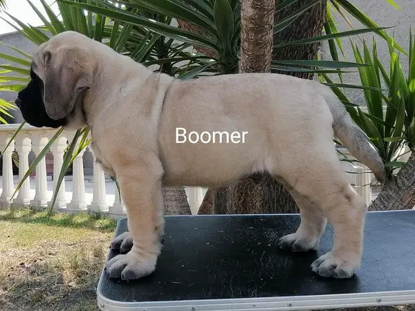 BOOMER (FLORES/SANTIAGO)