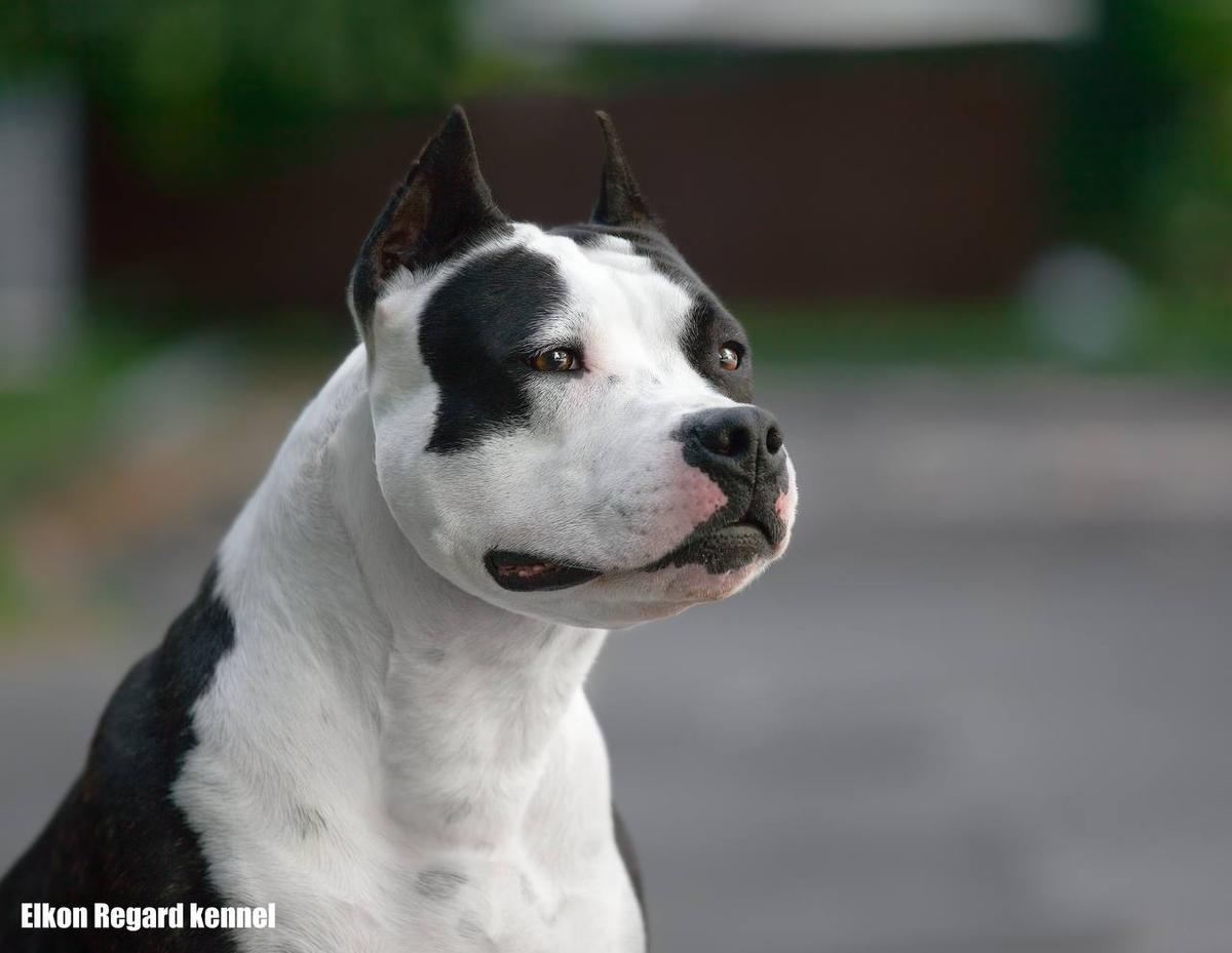 Elkon Regard Viva Rock River