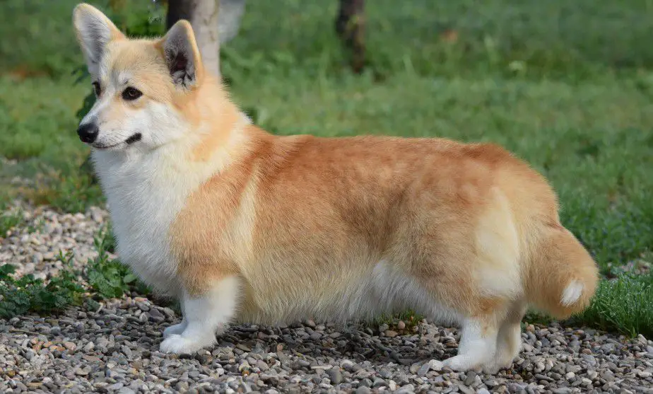 COUNTRY CRICK AL CUOR WOW SI COMANDA