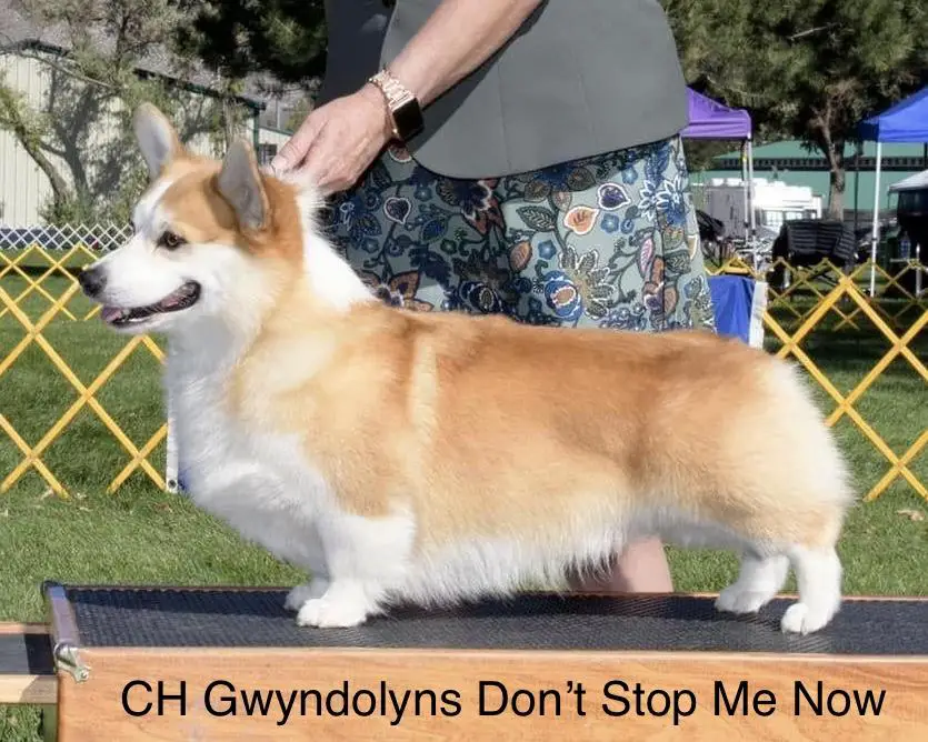 GCH Gwyndolyns Don't Stop Me Now