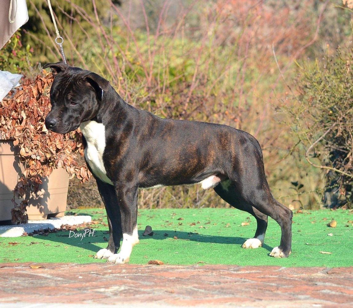 JCh San Marino Swiss JCh Ch Swiss International Champion Most Wanted's Amstaf Gallant Black Jack