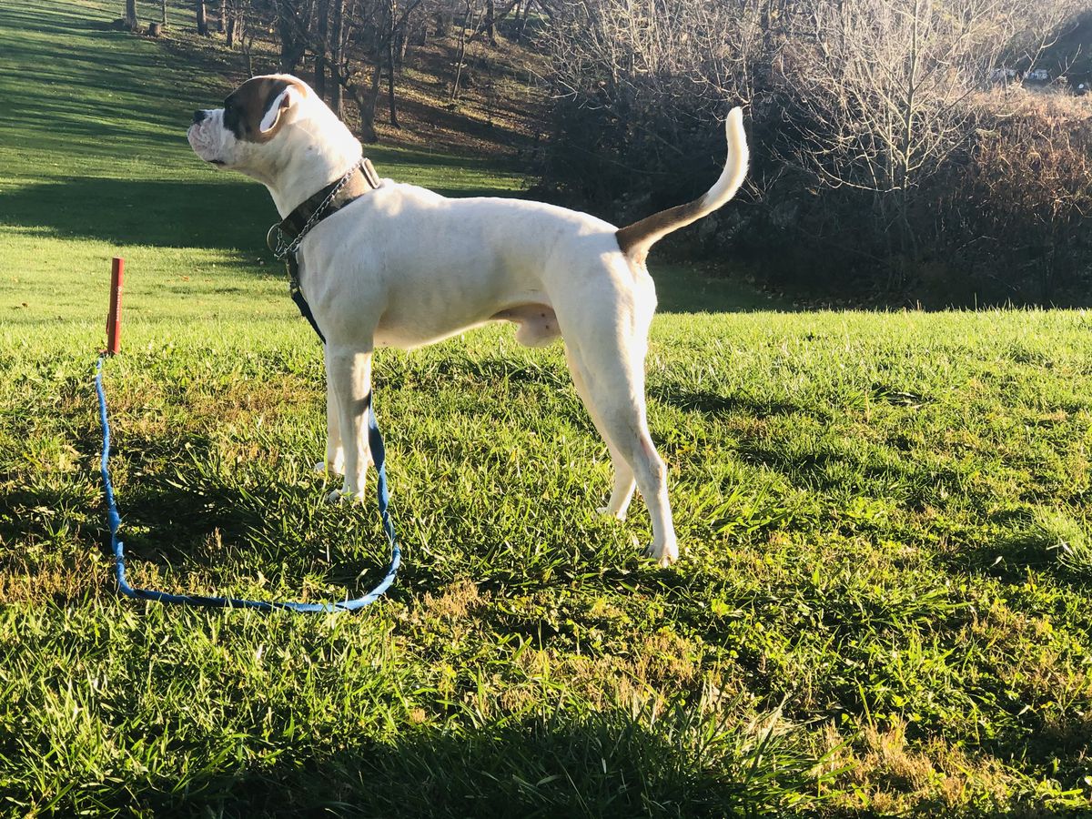 Gunner of Posten Haus