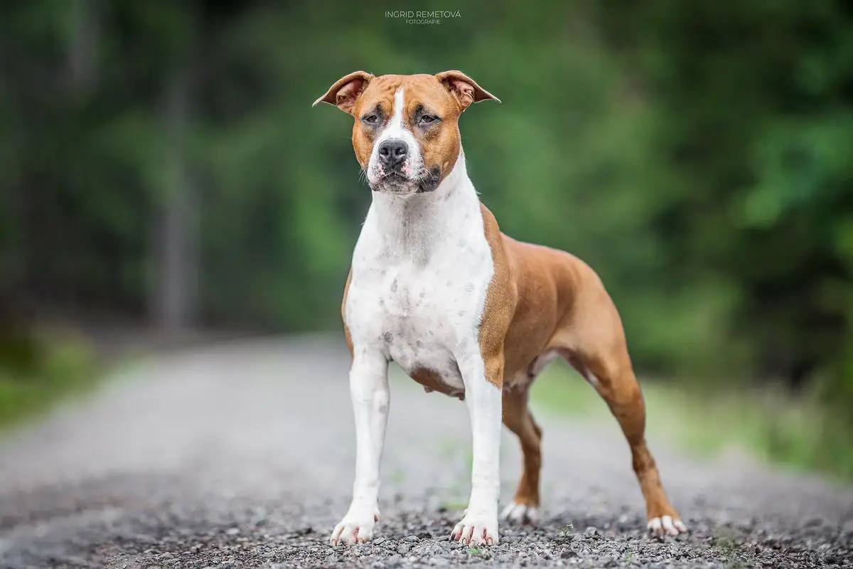 Gold Ticket of Gold Court