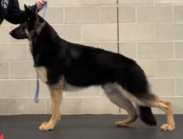 Kynthos' Heart of a Lion