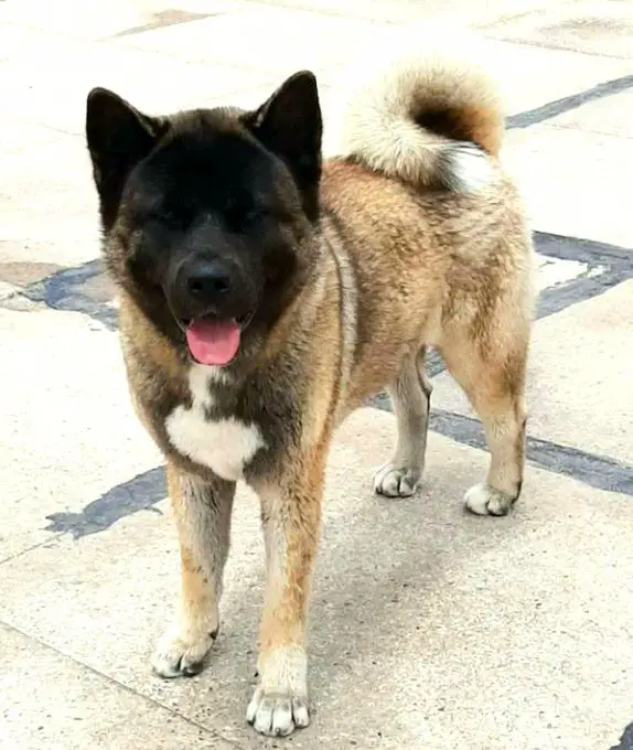 CHERNY BIG DOGS HG