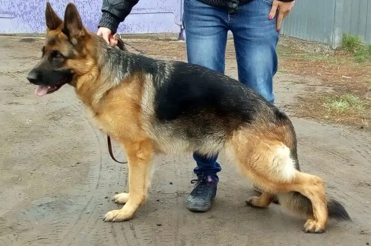 V Felisha de Sha’Bear