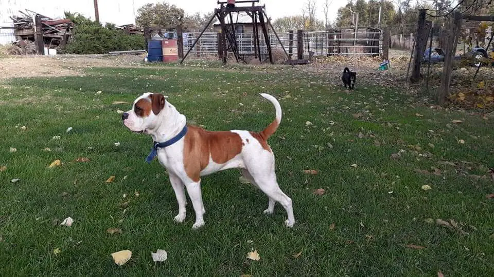 Bossy's Bulldogs She Aint No Daisy