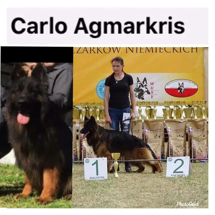 V1 Poland CARLO Agmarkris FCi