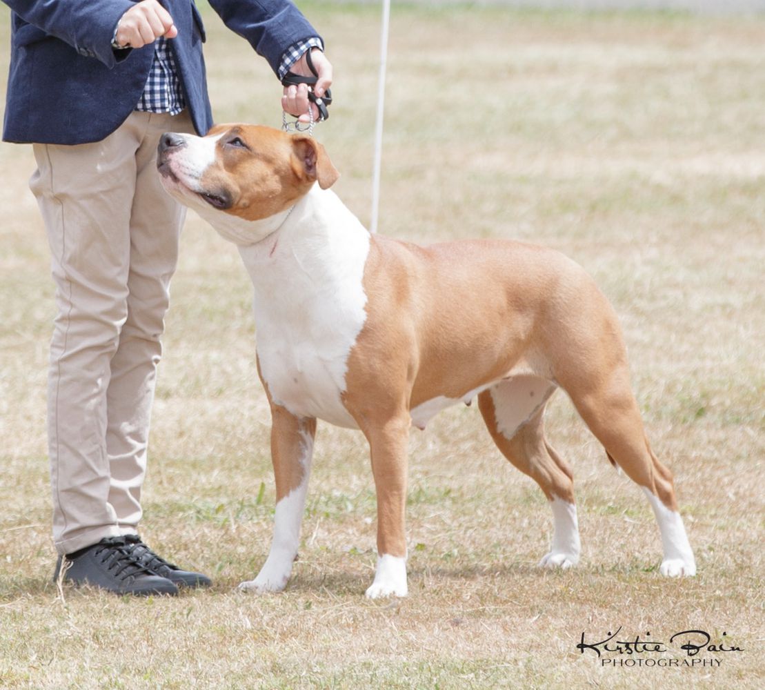 NZ CH Nikar Good Deed Done