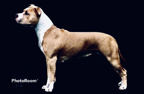 CAC DAO-GUAN VANESSA BEAUTY SILVER LADY