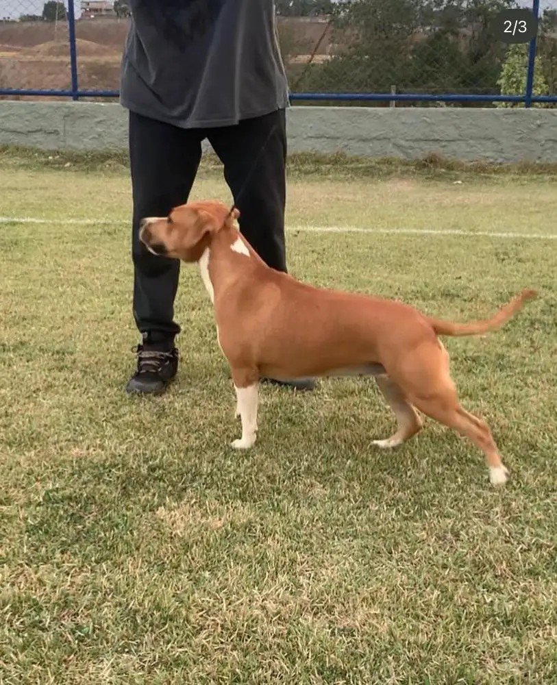 Wotkoski's A2 Metaxa