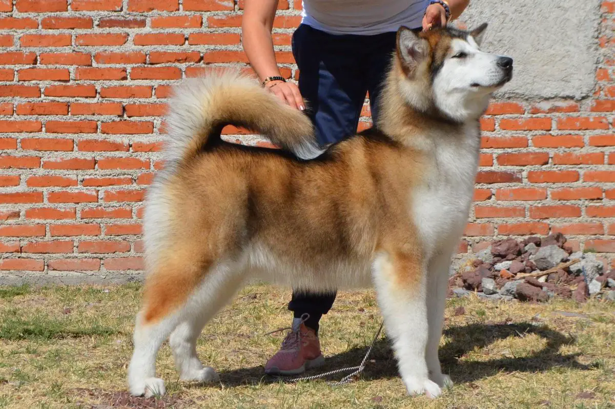 Raven Of Heavenkingdom