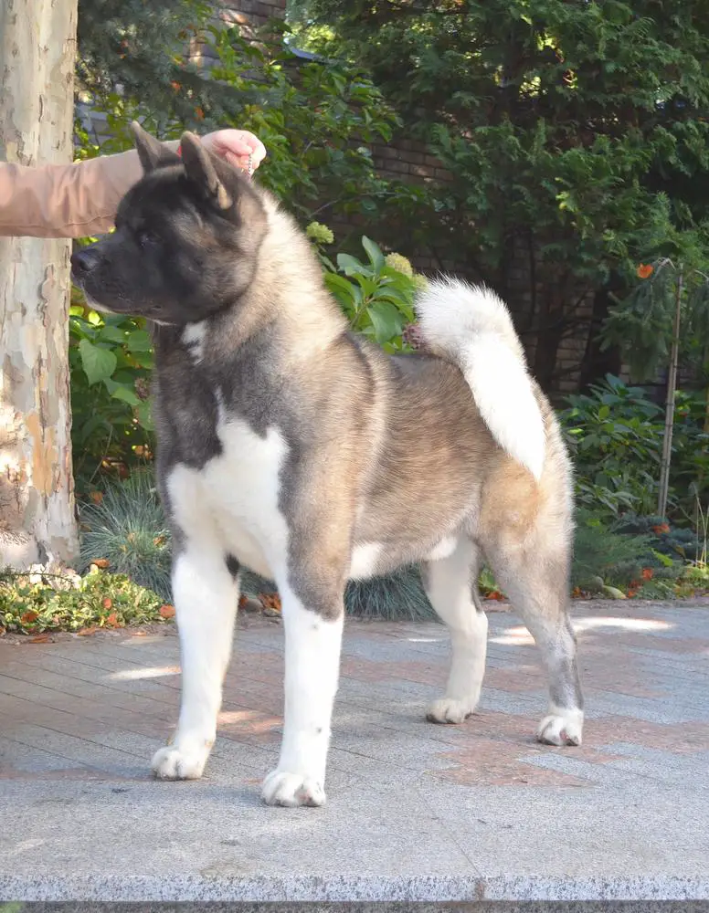 Step Pride Devil's Fire