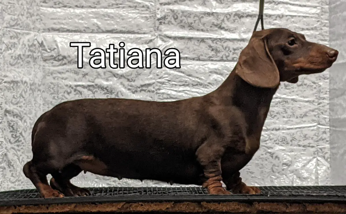 Tri-Mi Sweet Tatiana MS