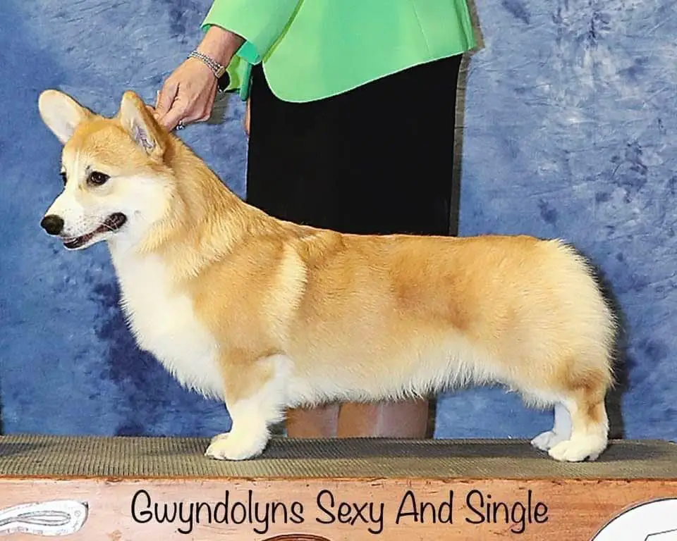 AKC GCH Gwyndolyns Sexy And Single