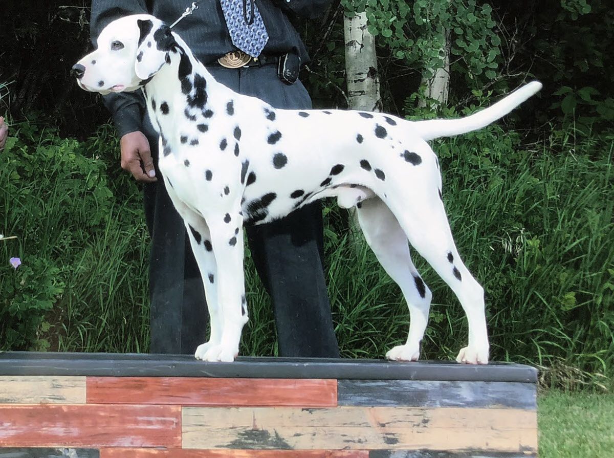 GR CH Milo's Here Comes Freddie