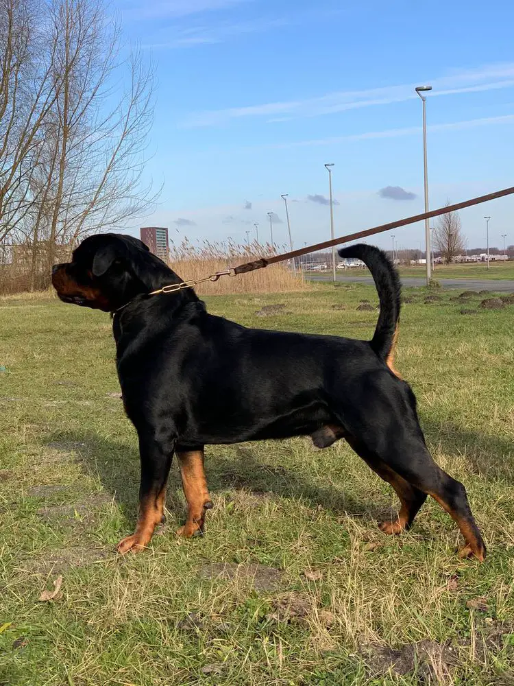 Dutch Youth Champion, Champion Bosnia and Herzeg Electro Od Vadanora