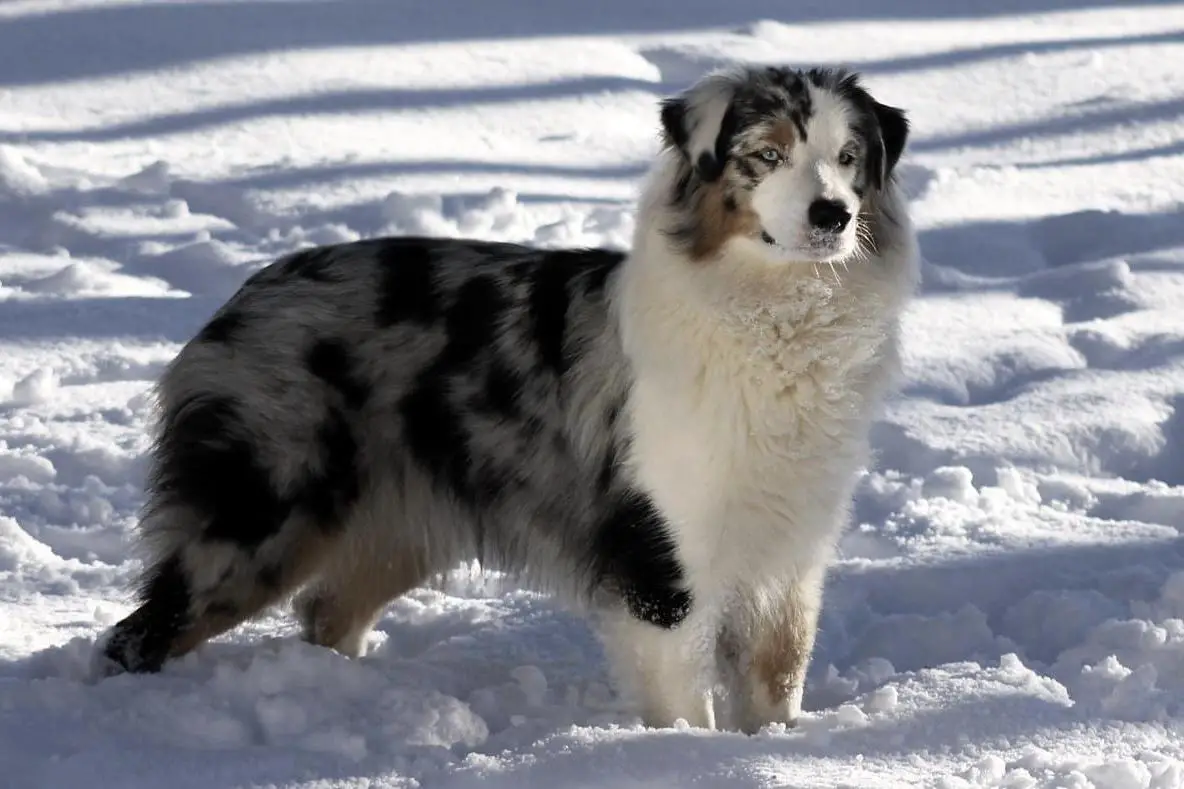 AKC/ASCA/UKC GRCH BPIS ScarletOak CopperRidge HideNSeek