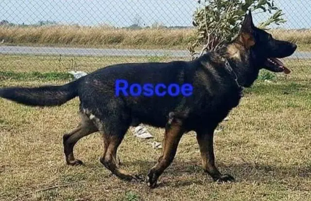 Roscoe Vom Wolfe Neri