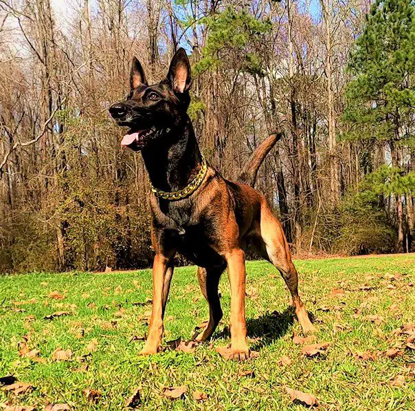 BeBe Siewolf Von Dem Zuberwald