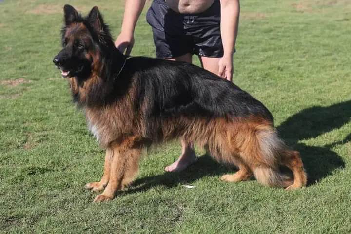 Maradona Pyramids Kennel (Oscar)