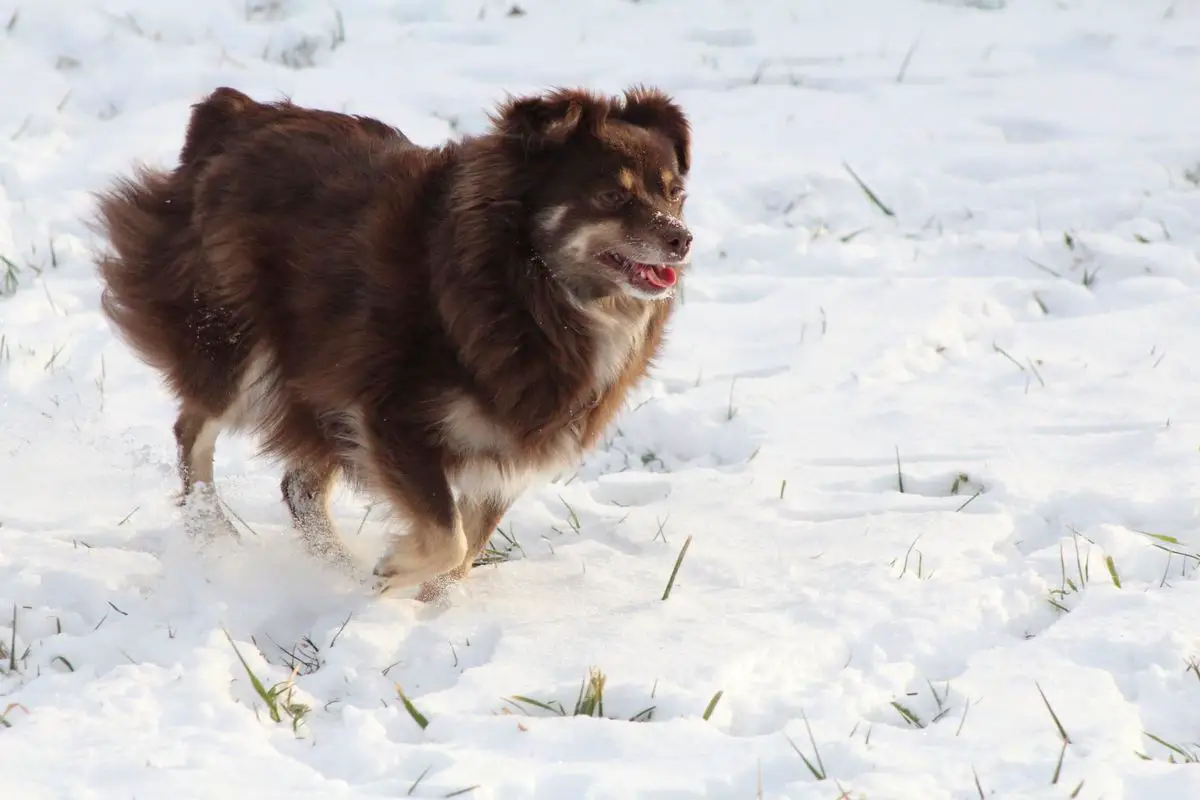 EchB Tater's Lou Girl Jill R-1