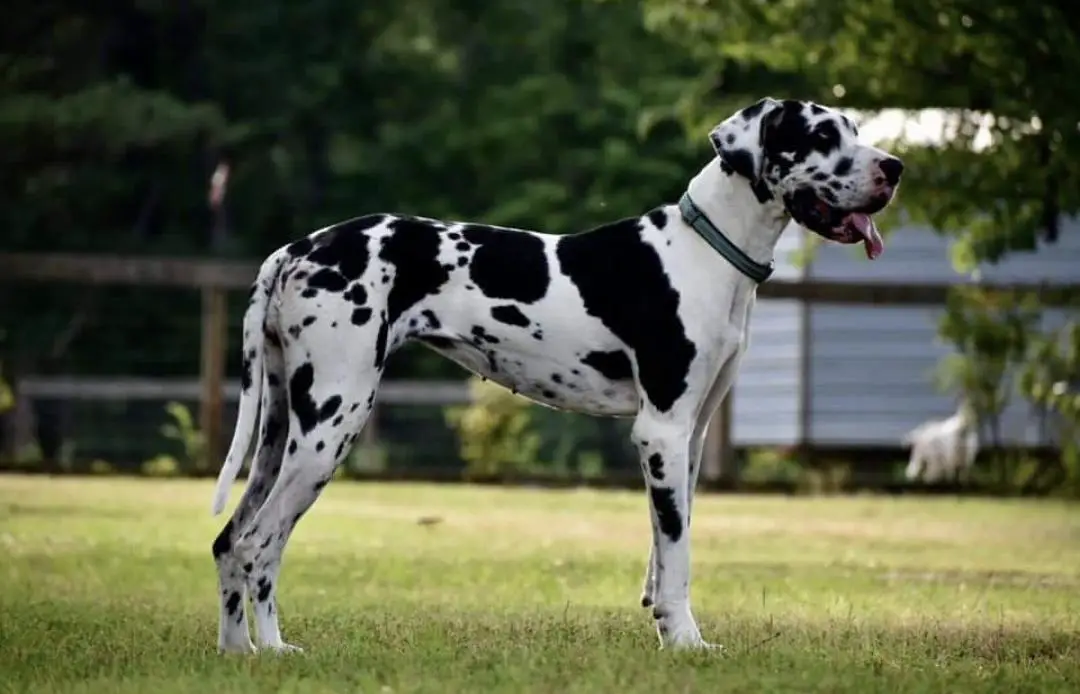 Legends of the south June Bug GAD