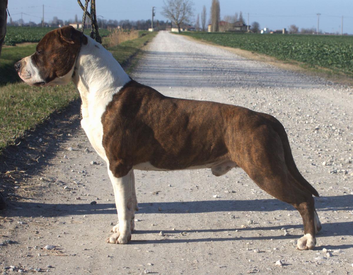 Moon Rock Landi s Tiger Crusader