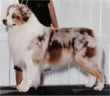 AKC/ASCA CH Aladdin's Rock your World