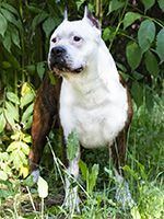 Ch. VET DRAGON'S HEART Guardian Team FCI