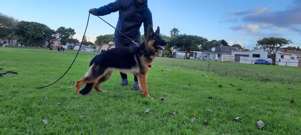 Autumn Vom Kashmeeron Hof