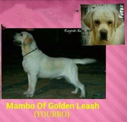Golden Leash's Mambo