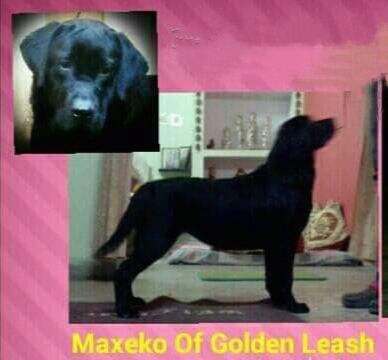 Golden Leash's Maxeko