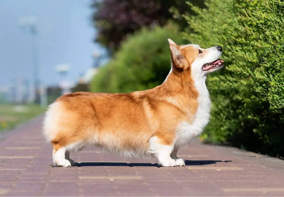 Kaibri Love Arctic Moon