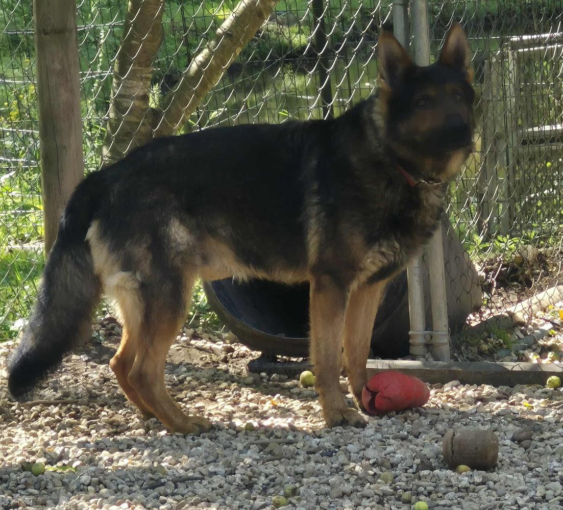 Ares Vom Eichenhugel