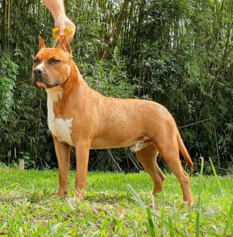 Rocky Do American Pride