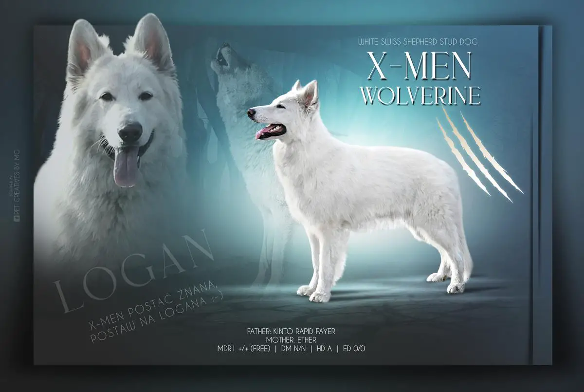 International Champion of Beauty X - Man Wolverine