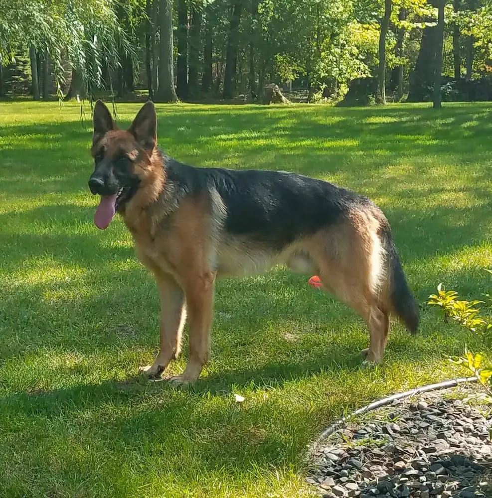 Jecks Hero Von Hesse