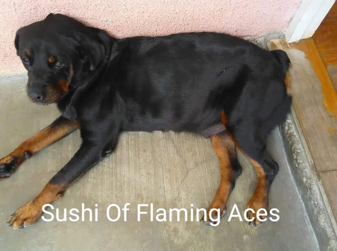 Sushi Of Flaming Aces