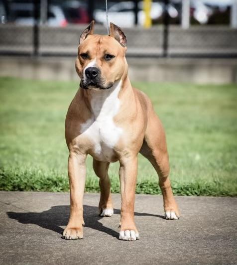 AKC GCHB, CKC GCH RBIS, UKC CH Ironstone's Call Me A Wicked Dragon